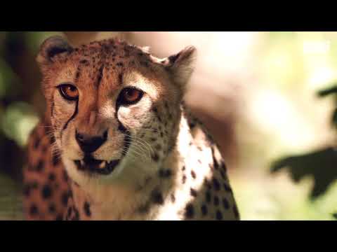 Zoo Rostock & Darwineum (Leuchtturm der OSPA-Stiftung)