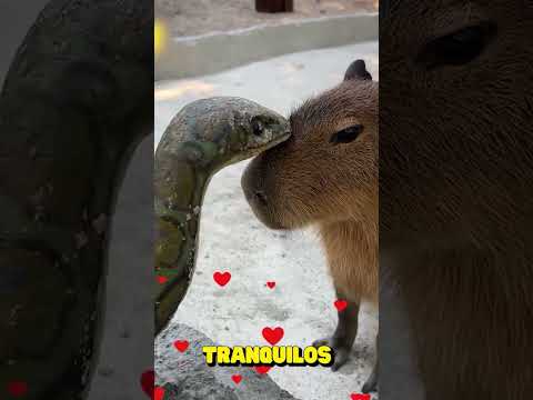 Emocionante cacería: un león cabalga sobre una jirafa para atacar #shorts #short