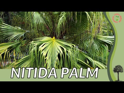 NITIDA PALM Information, Description & More! (Livistona nitida)