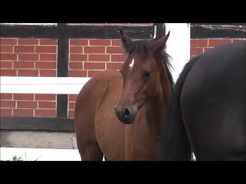 PAV STERNTALER v. Del Sol - Nemax