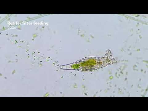 Escola da Ciência - Função dos cílios em protozoários: alimentação