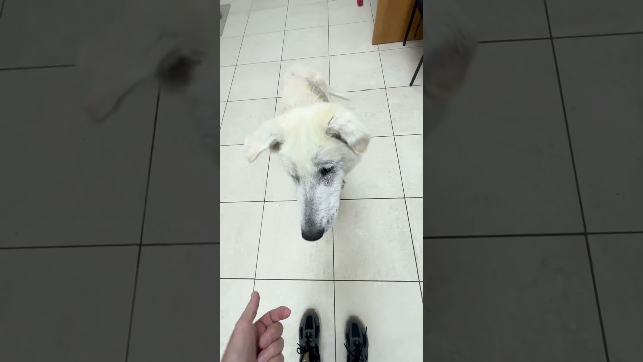 Enlarge Willow, a ADOPTABLE mixed breed in Los Angeles, CA video 4/6