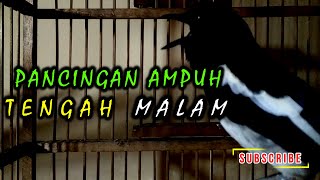 Download lagu pancingan ampuh buat burung kacer rumahan malam hari mp3