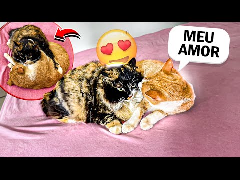 REAÇÃO DO MEU GATO AMARELO VENDO SUA CRUSH PELA PRIMEIRA VEZ!