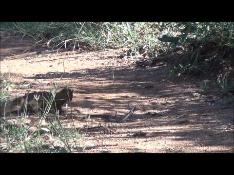 Slender mongoose kills black mamba wmv