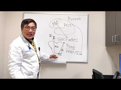 Pursuit eye movements- control centers