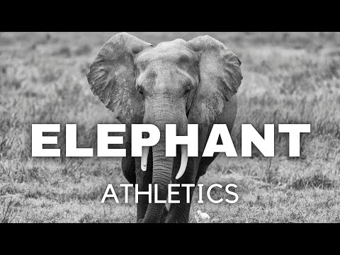Marcel Bello - Elephant