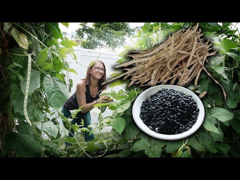 Best Southern Staple Crop - The Ultimate Guide