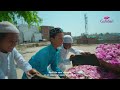From Rose Fields To Gulabari Bottles The Complete Journey Of Rosewater Production