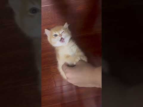 cute 🐱🐱🐱cat| #youtubeshorts #shorts #funny