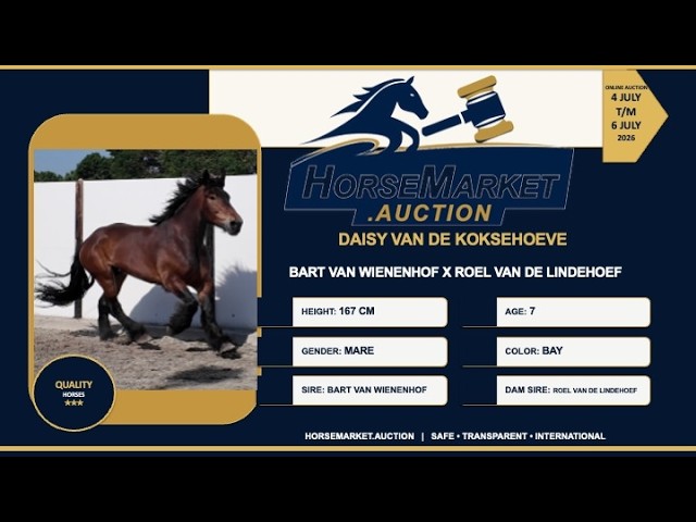 Daisy van de koksehoeve
