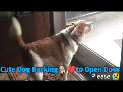 Dogs Barking to Open Door || Dogs Barking Sounds Compilation || Dog barking sounds effects
