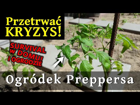 OGRÓDEK preppersa! - PRZYGOTOWANIA na kryzysowe czasy - Pomidory i ogórki w ogródku.