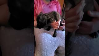 Bandog Puppies Videos