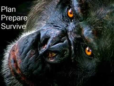 They Are Survivors 2