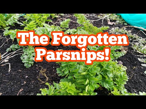 Grown From Seed: Parsnips We Forgot About!