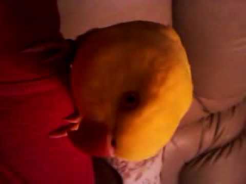 Indian Ringneck Whistling