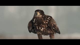 The Invisible Wildlife Photographer - Trailer 2 video