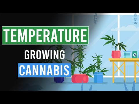 , title : 'The importance of Temperature when growing Cannabis!