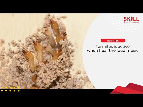 Termites Is Active When Hear The Loud Music