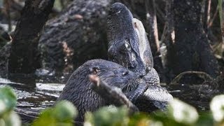 【衝撃】カワウソがアリゲーターを捕食  ワニ Otters vs Alligator