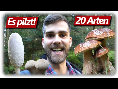 Pilze ohne Ende | Steinpilze, Hexenröhrlinge & mehr | 20 Arten im Wald