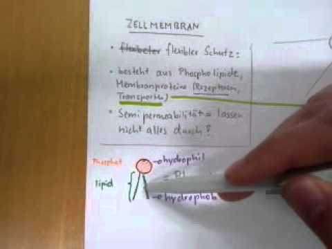 Die Zellmembran