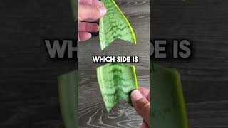 Download lagu How To Propagate a Sansevieria “Snake Plant” mp3 Download lagu How To Propagate a Sansevieria “Snake Plant” mp3