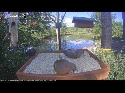 Molting RWBL and Mourning Dove on Feeder Cam - Sept. 2, 2016