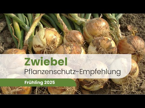 Zwiebelpflanzenschutz 2025: Profi-Tipps für eine starke Ernte! | Zwiebel 2025