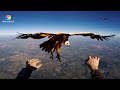 Himalayan Vultures: Terror Above for Skydivers | Weird, True and Freaky | Discovery Plus +
