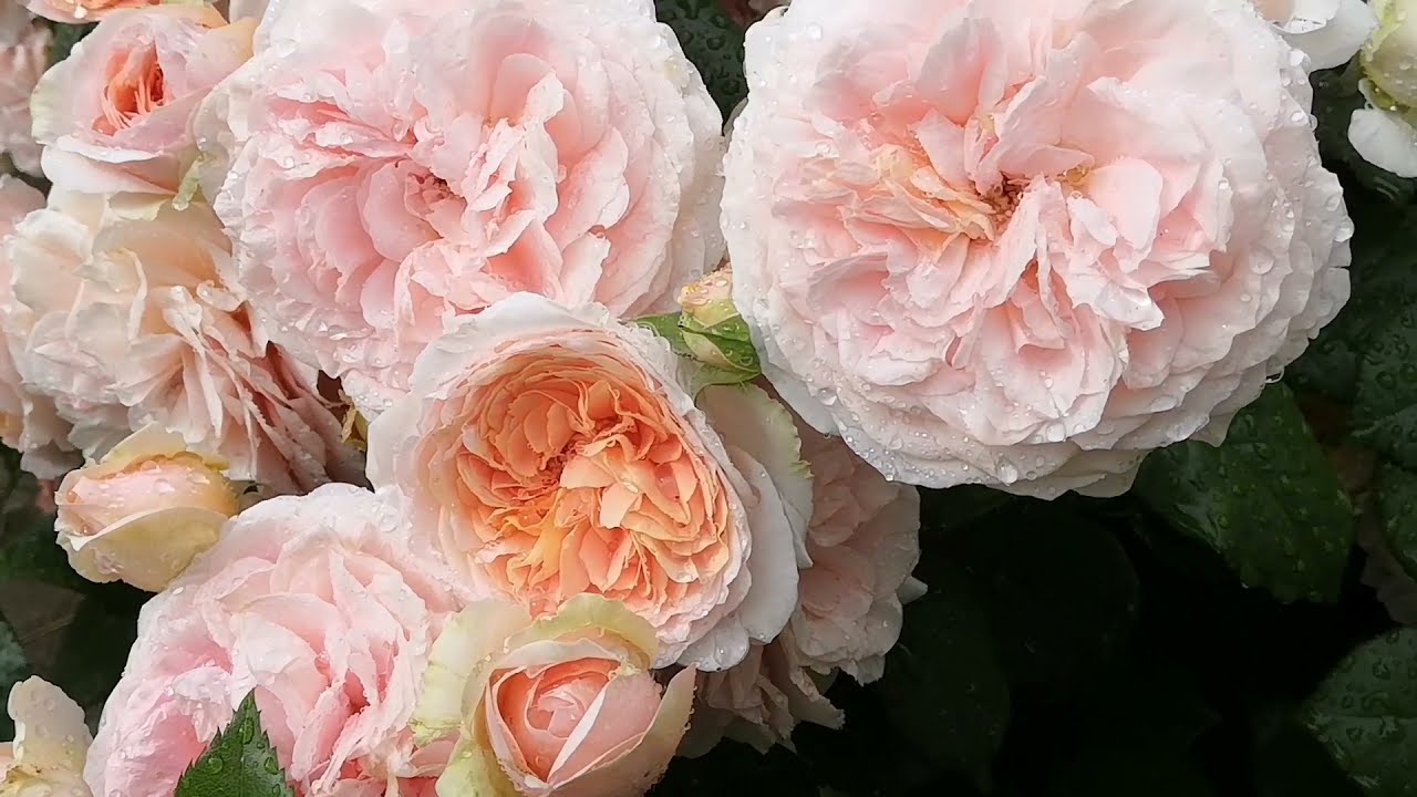 Роза "Чиппендейл" буйство цветов???????? ( rose Chippendale)
