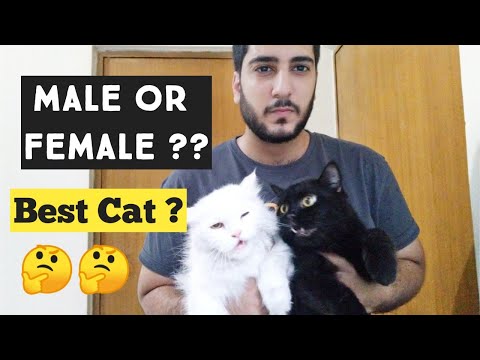 Female Cat Vs Male cat ? Which one best Best for home | Male and female Cat Benefits