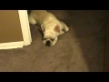 Capone tries to creep
