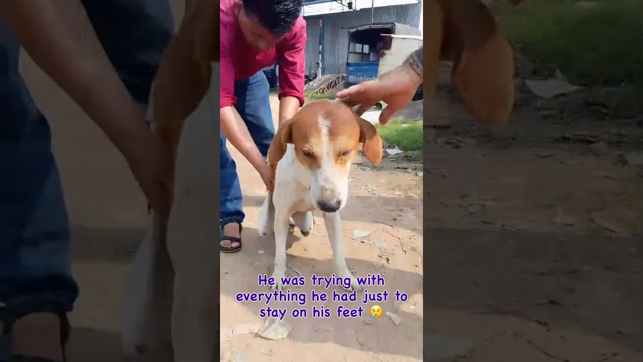 Varen video