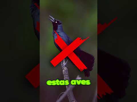 Encontraron un zanate mexicano en el país de BTS