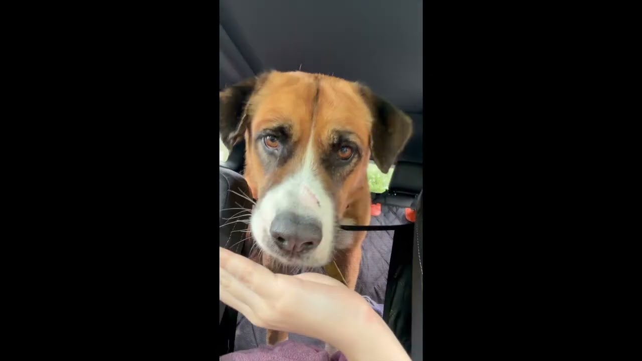 Enlarge Billy Bob, a Adoptable mixed breed in Bedford Hills, NY video 2/6