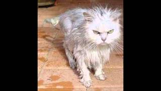 Prick - Wet Cat