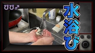 【文鳥】　水浴び（ぴぴ♂）Literature bird