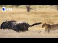 Lion Vs Wildebeest How Lions Hunt As A Pride