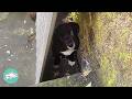 Mama Dog Doesn’t Make A Sound As Lady Rescues Her and Tiny Pup  | Cuddle Buddies