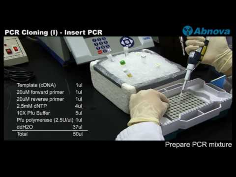 PCR Cloning (I)- Insert PCR