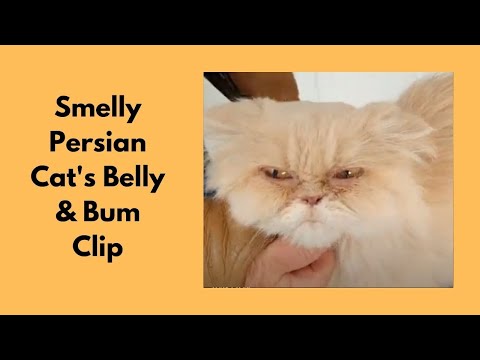 Smelly Persian Cat's Belly And Bum Clip
