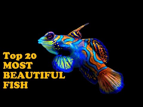 Top 20 World’s Most Beautiful Fish
