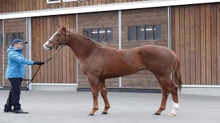 落札額は２億円。注目の血統馬、 ダノングロワールがいよいよデビュー