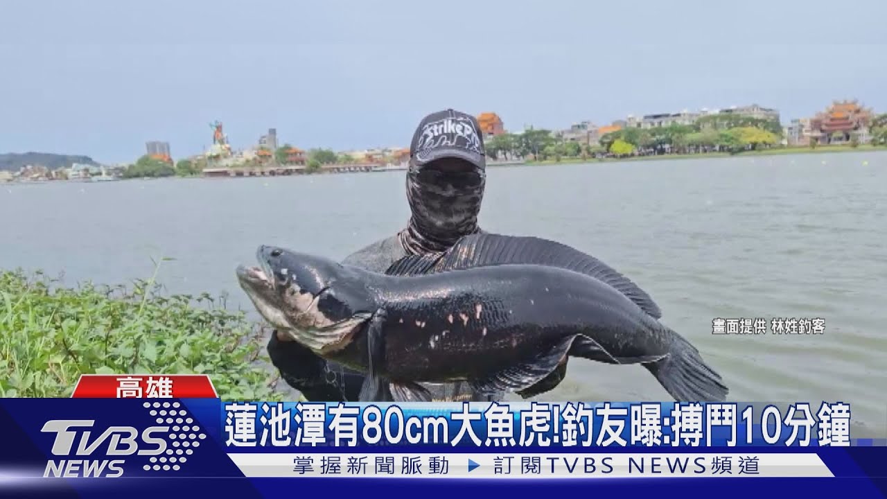 蓮池潭有80cm超大魚虎! 釣友親曝:搏鬥10分鐘