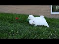 Maltese dogs for sale:  Jaden - Video 2