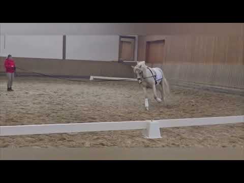 Kat. Nr. 52 RPSL Never Ending Story v. Neverland WE - FS Calimero -  Longe