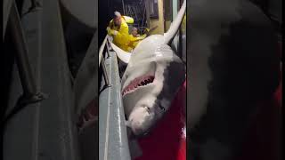 Night Deck Disaster Shark Steals the Yellowfin Onboard🦈