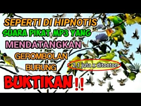 Suara pikat mp3 burung ribut ngriwik paling ampuh untuk semua jenis burung #mp3burung #suarapikat